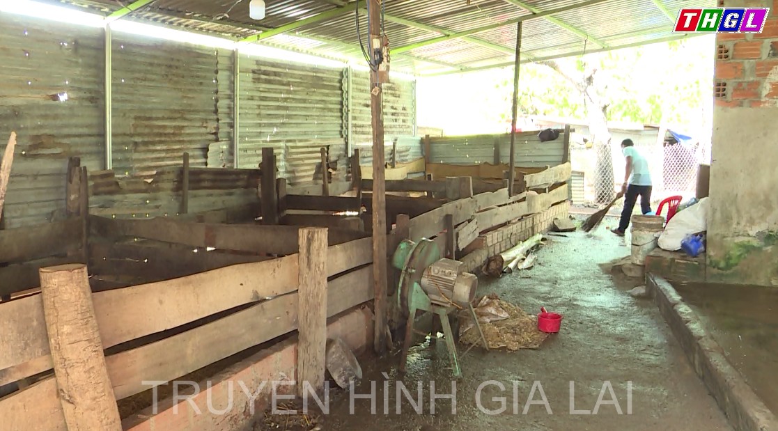 Chư Pưh: Chủ động ngăn bệnh dịch tả lợn châu Phi tái phát trở lại