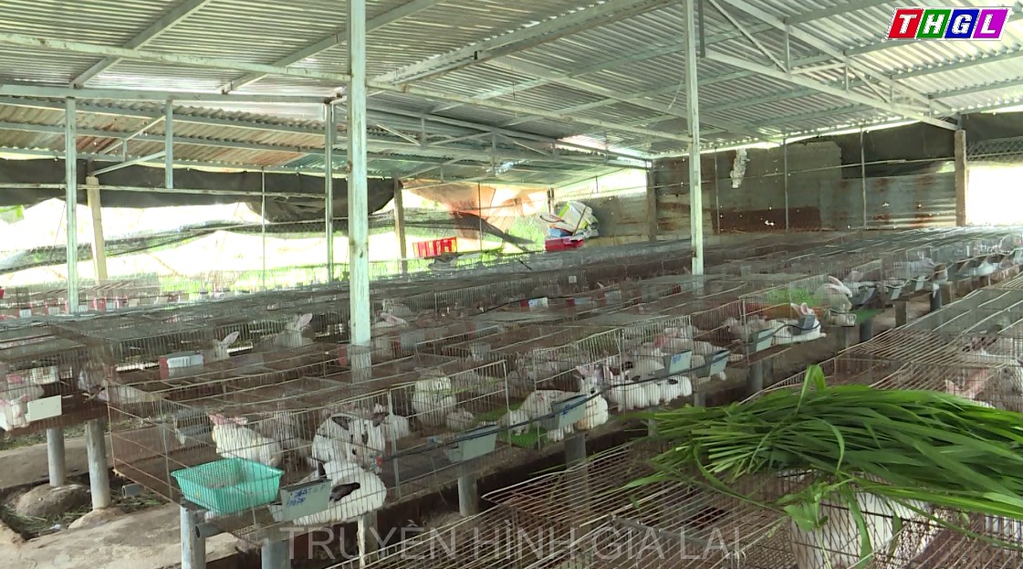 Hội Nông dân huyện Ia Grai đẩy mạnh phong trào thi đua sản xuất kinh doanh giỏi, đoàn kết giúp nhau xóa đói giảm nghèo