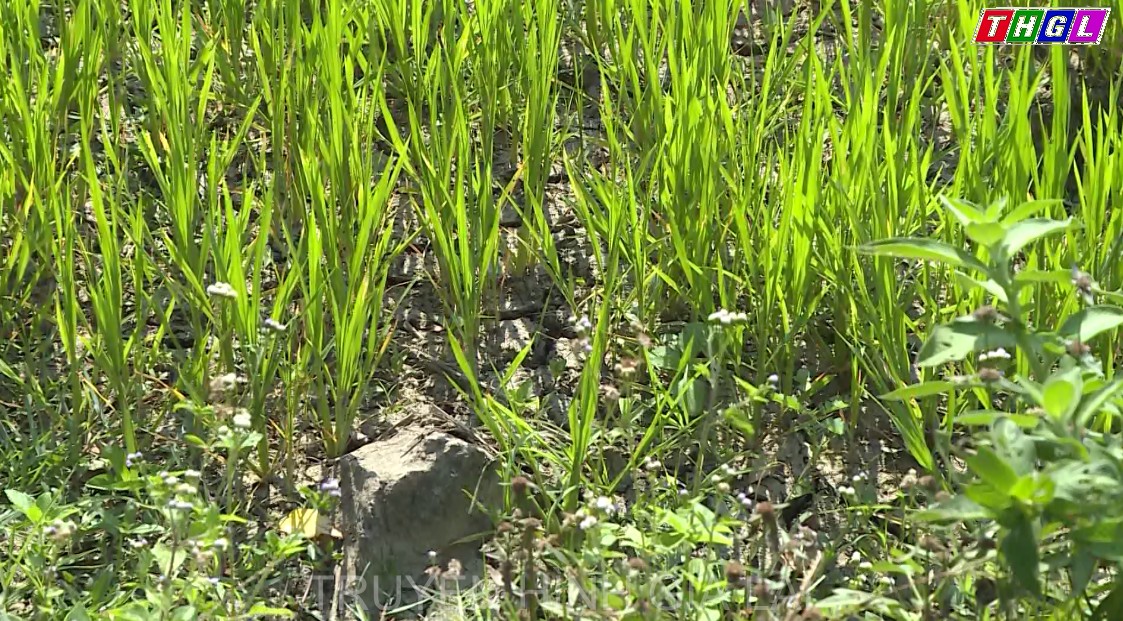 Hơn 1.850 ha cây trồng vụ Mùa tại huyện Kbang bị thiệt hại do nắng hạn