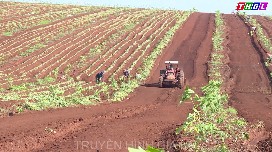 Các hợp tác xã nông nghiệp trên địa bàn tỉnh Gia Lai đang dần tiếp cận ứng dụng công nghệ tiên tiến trong sản xuất nông nghiệp