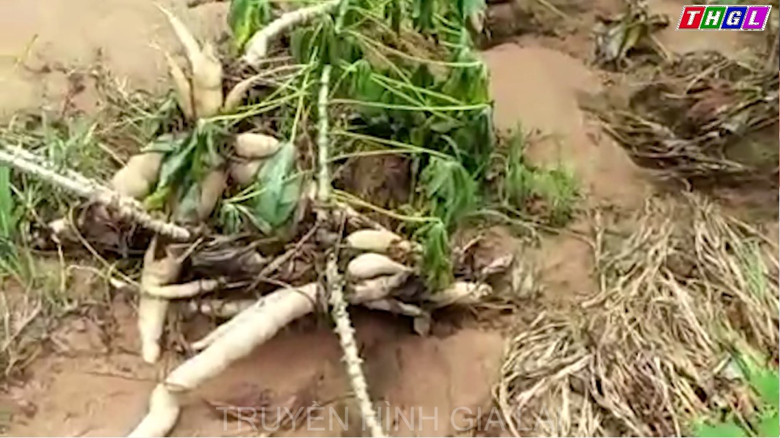 Ia Pa: Một số khu vực bị ngập nước do mưa lớn kéo dài