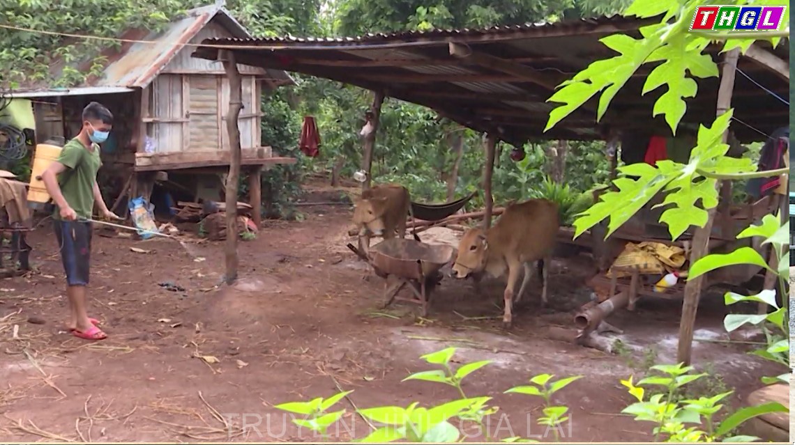 Gia Lai hơn 12.580 con bò được chữa khỏi bệnh viêm da nổi cục