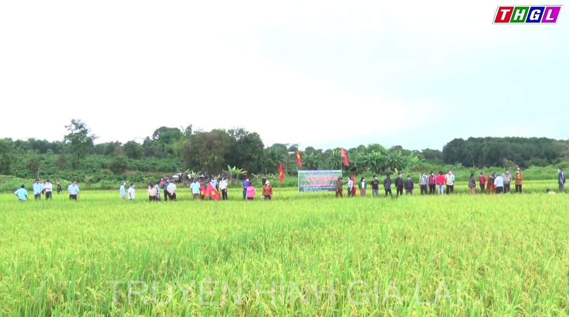 Làng Klũh Klãh thay đổi nếp nghĩ, cách làm trong sản xuất lúa vụ Mùa