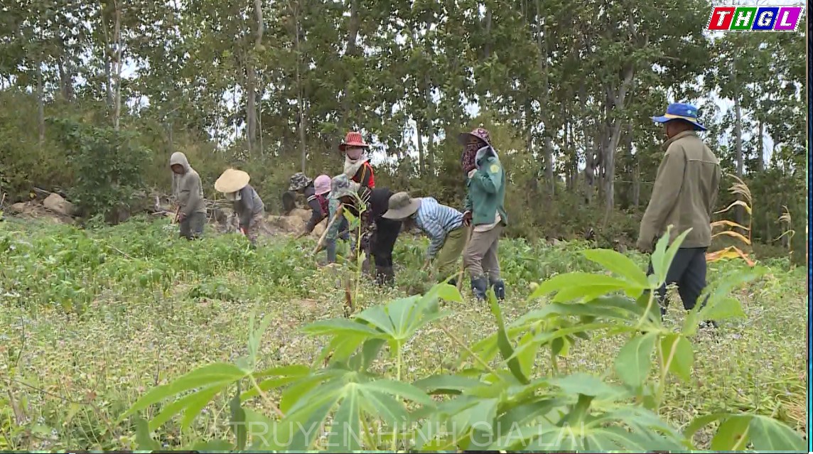 Huyện Kông Chro đẩy mạnh chuyển đổi cơ cấu cây trồng
