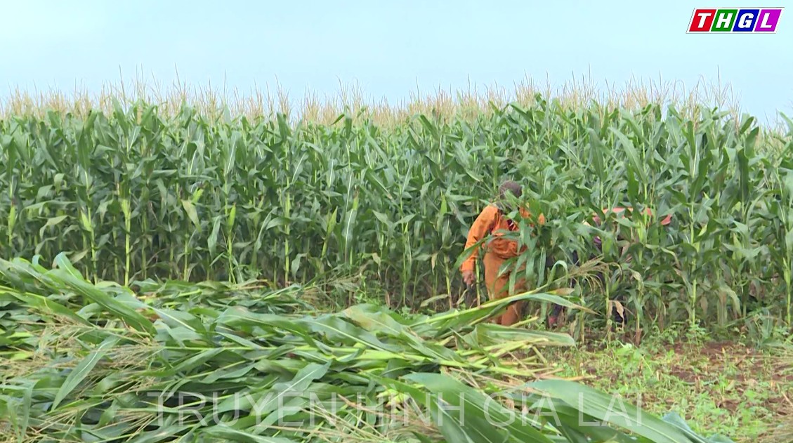 Hiệu quả từ một mô hình liên kết theo chuỗi giá trị trong sản xuất nông nghiệp