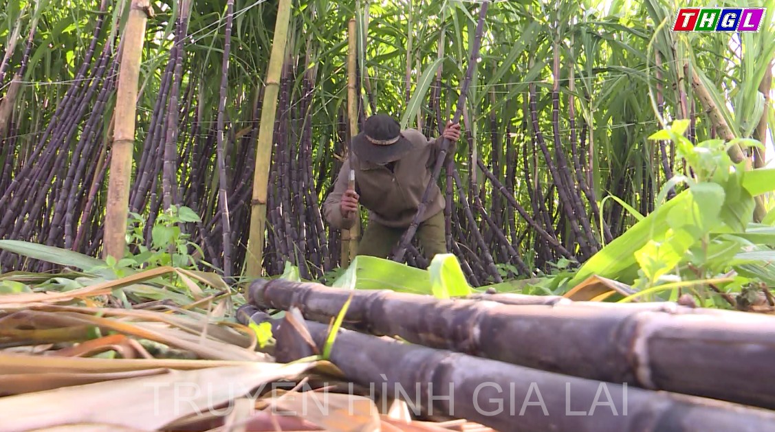 Mùa mía tím ở Ia Kênh