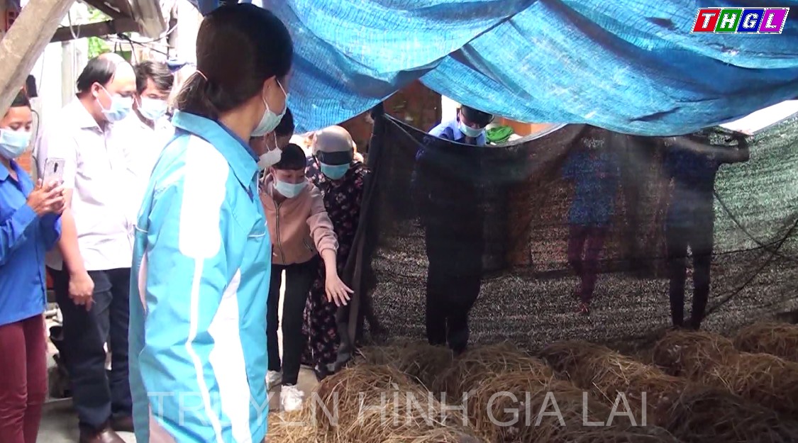 Mô hình trồng nấm rơm của đoàn viên thanh niên xã Ia Rbol, Thị xã Ayun Pa