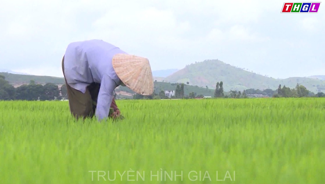 Nguồn tín dụng Chính sách Xã hội góp phần cùng các địa phương xây dựng nông thôn mới