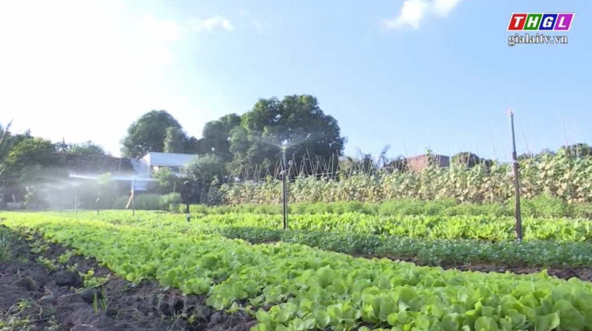 Giai đọan 2021-2025, Gia Lai phấn đấu tốc độ phát triển ngành nông nghiệp đạt 6%