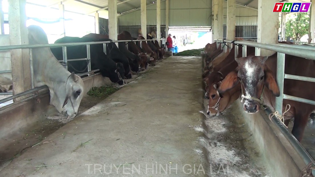 Phát triển chăn nuôi theo hướng bền vững, đảm bảo đầu ra cho sản phẩm