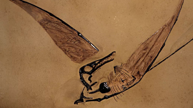 Phát hiện hóa thạch “rồng bay” tồn tại cách đây 160 triệu năm