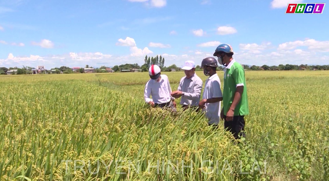 Phú Thiện cải thiện chỉ số năng lực cạnh tranh