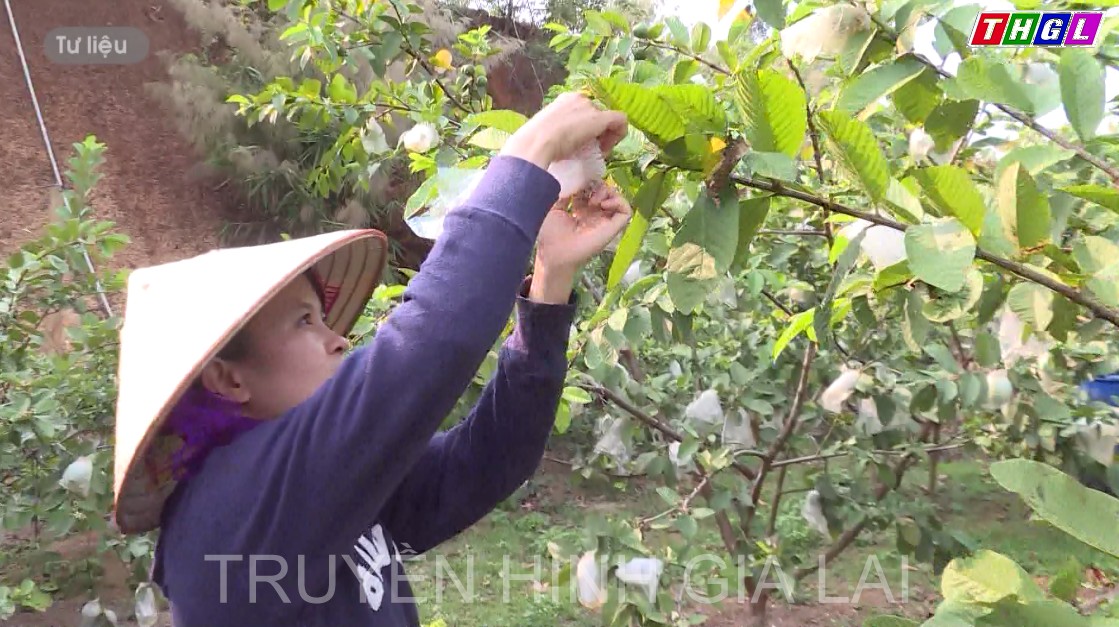 Hội LHPN huyện Chư Pah tăng cường hỗ trợ vốn vay, giúp hội viên phụ nữ thoát nghèo