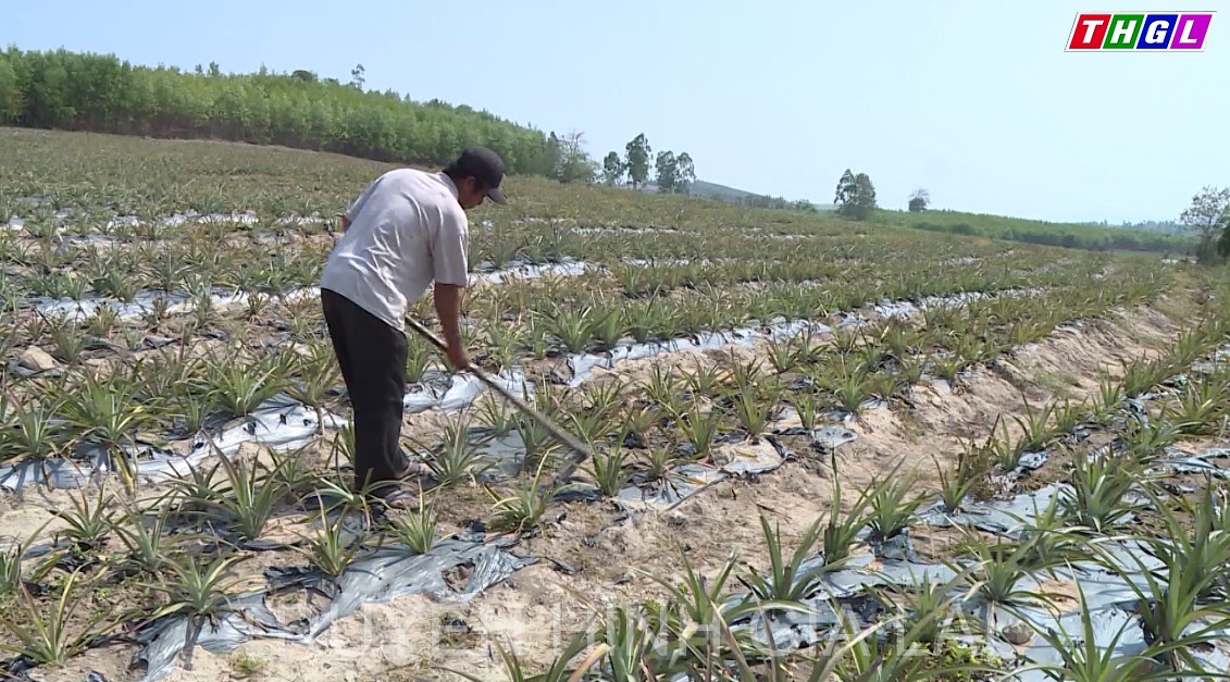 Huyện Đak Pơ tìm giải pháp tiêu thụ sản phẩm nông nghiệp do tác động của dịch Covid-19