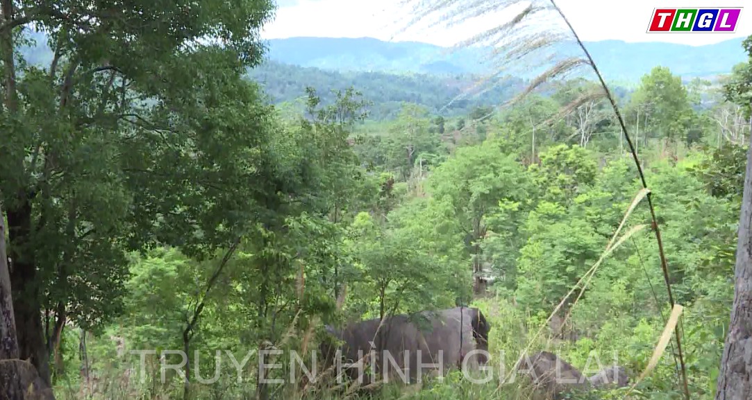 Giai đoạn 2012 – 2020, Gia Lai huy động được hơn 793 tỷ đồng phục vụ công tác bảo vệ và phát triển rừng