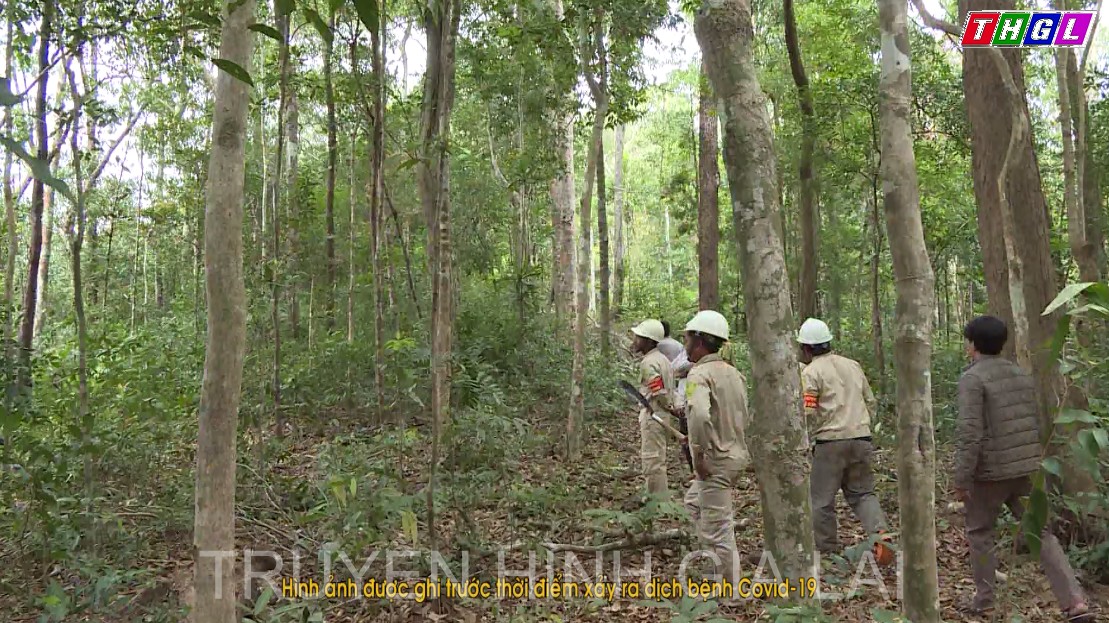 Gia Lai – Trên 8.000 ha rừng được giao các cộng đồng dân tộc thiểu số quản lý