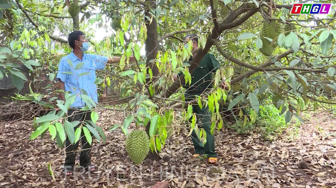 Năm 2021 diện tích sầu riêng trồng mới trên địa bàn tỉnh Gia Lai tăng 550 ha
