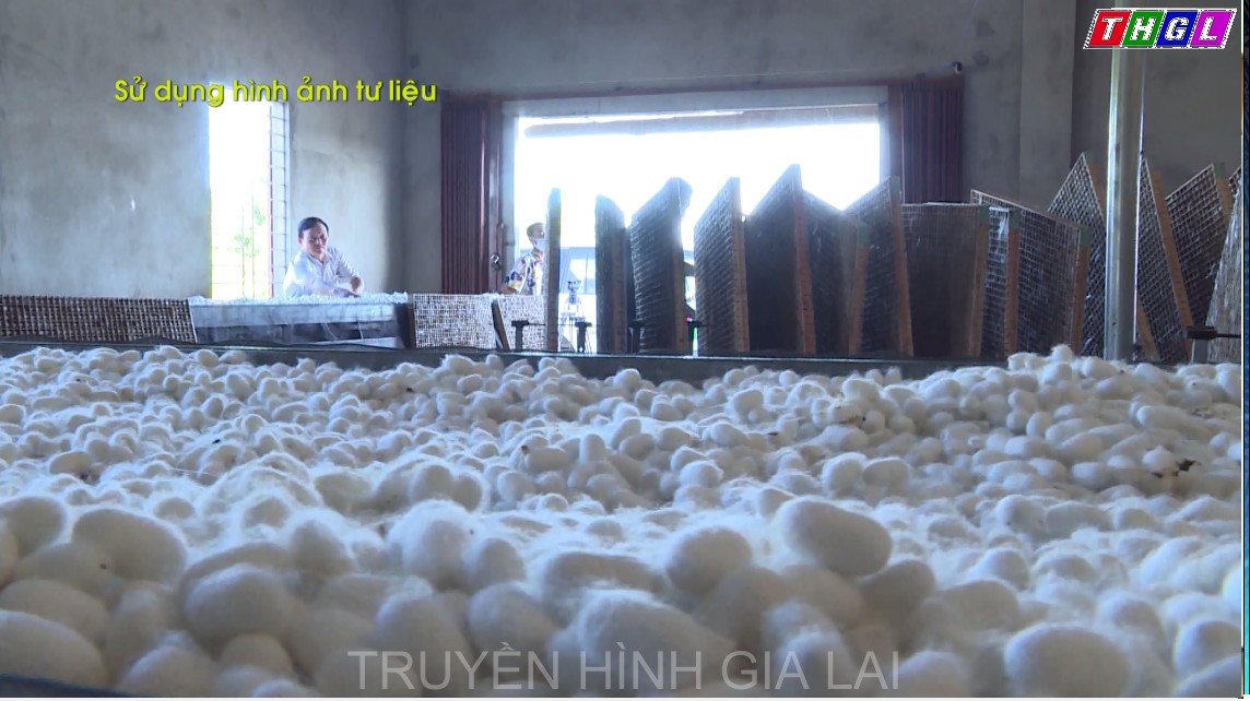 Hiệu quả trong việc liên kết trồng dâu nuôi tằm tại huyện Chư Sê