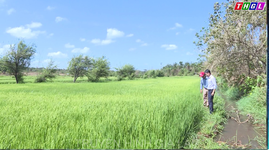 Thay đổi tư duy sản xuất lúa nước cho bà con người DTTS thông qua mô hình liên kết