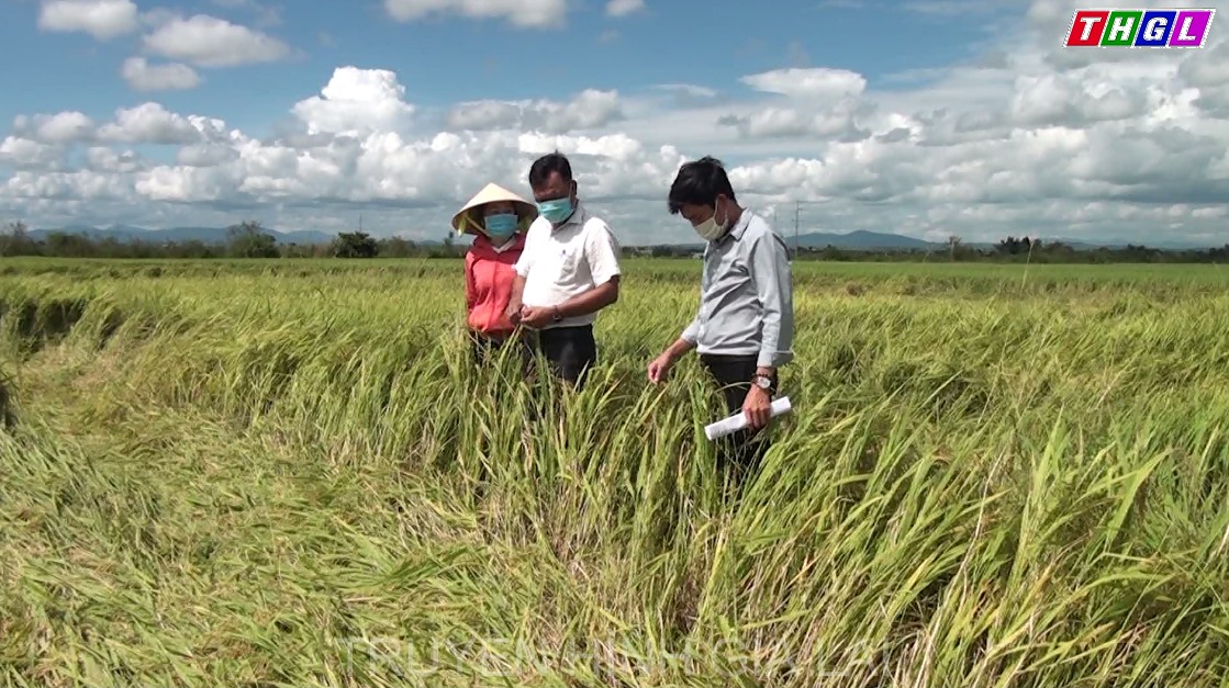 Phú Thiện: Trên 220 ha cây trồng bị thiệt hại do mưa, gió lốc