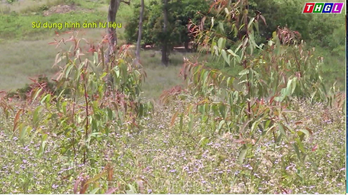 Gia Lai đẩy nhanh tiến độ trồng rừng