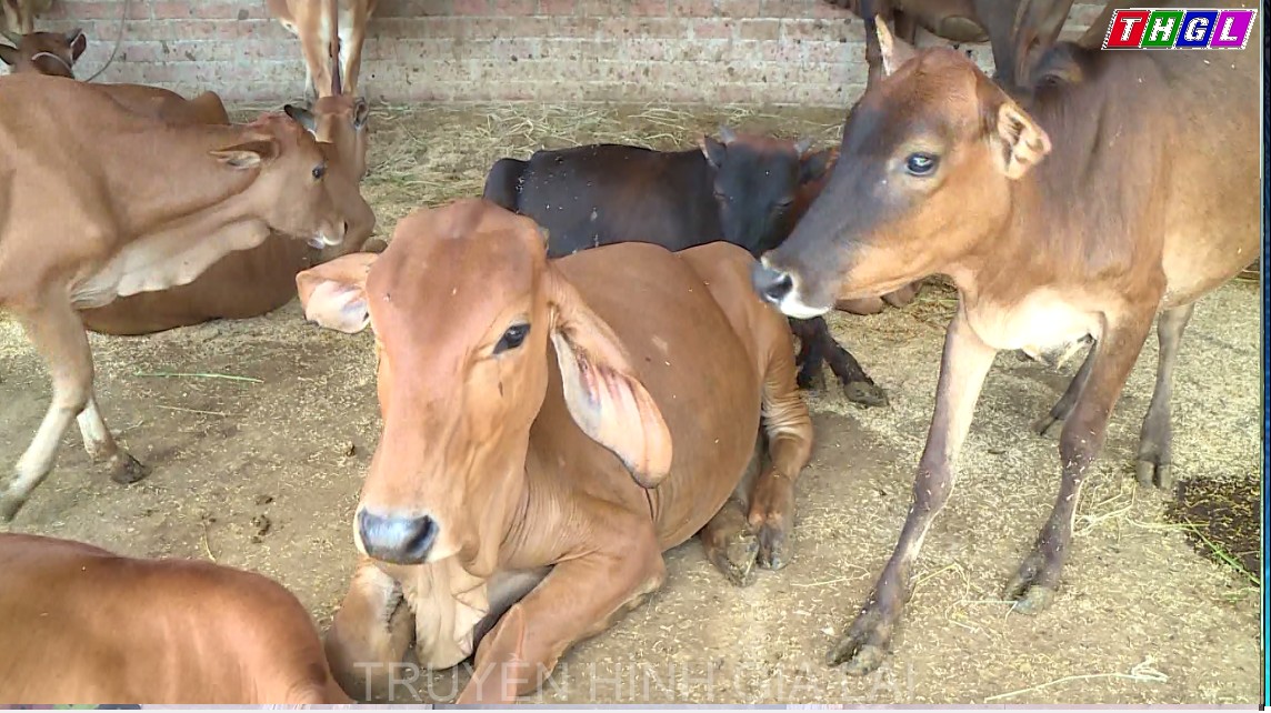 Thị xã Ayun Pa :Dịch viêm da nổi cục trên trâu bò cơ bản đã được khống chế