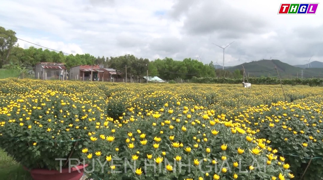 An Khê: Hoa tết được giá, người trồng hoa phấn khởi