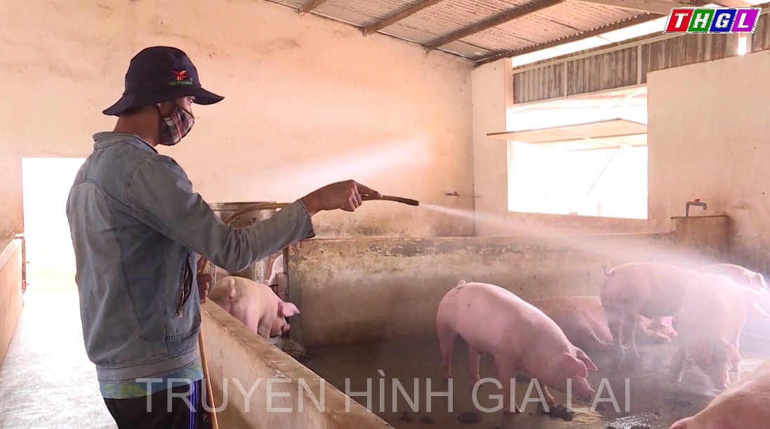 Cảnh báo nguy cơ dịch bệnh gia súc, gia cầm