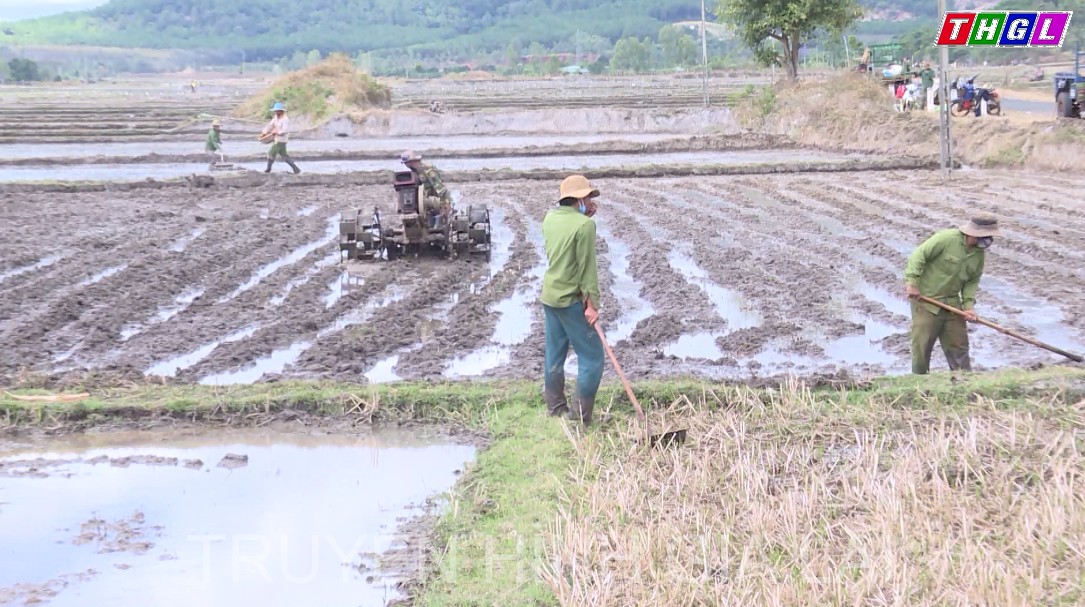 Chư Păh chủ động chuyển đổi cây trồng để tránh hạn vụ Đông Xuân