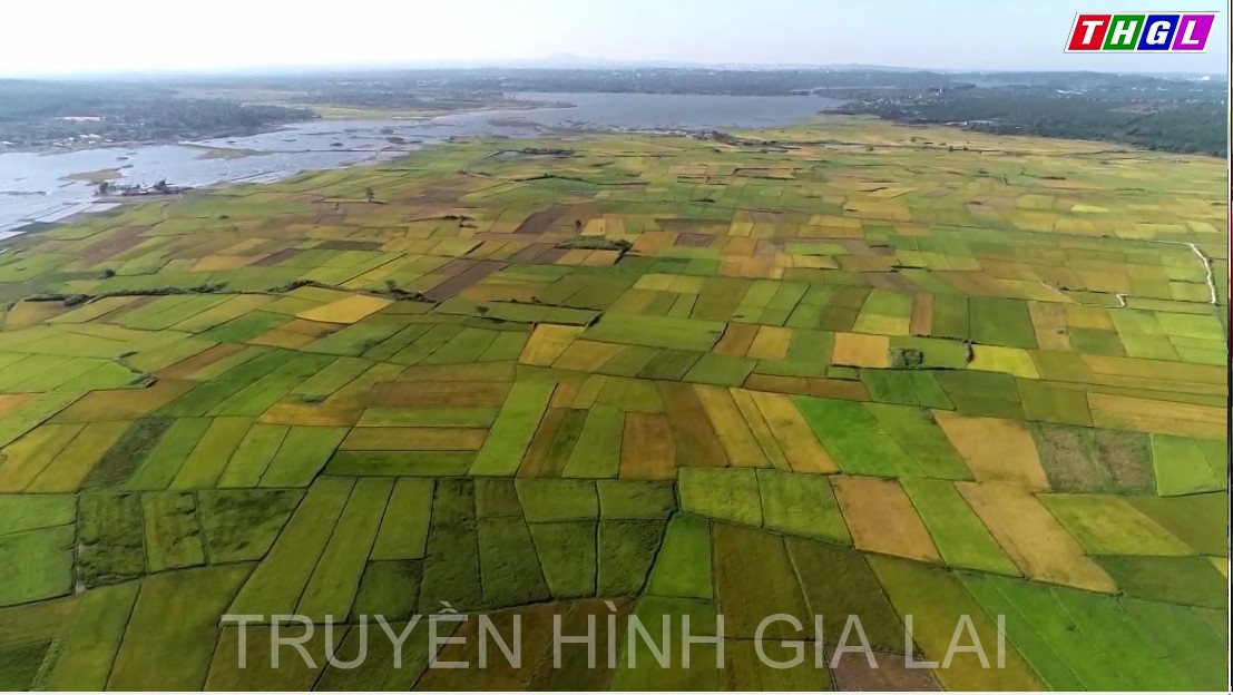 CHƯ PĂH VỮNG VÀNG PHÁT TRIỂN