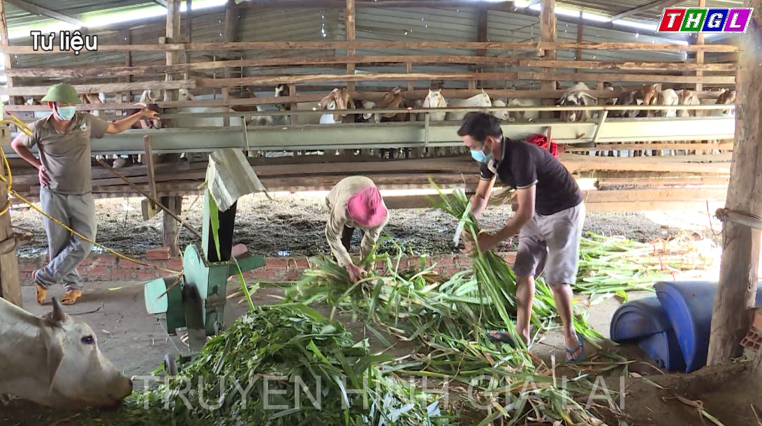 Chư Sê triển khai hiệu quả chương trình “Đàn dê thoát nghèo”
