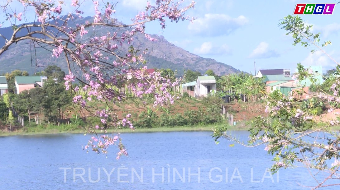 Đỗ mai nở đón xuân về