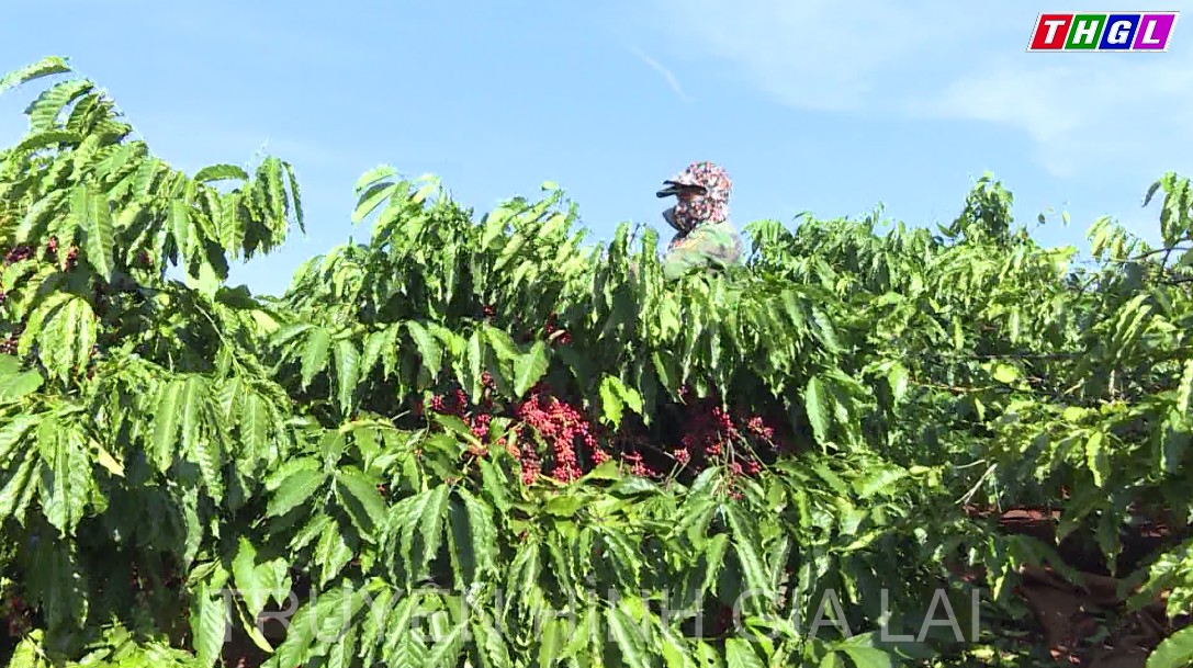 Các giải pháp nâng cao và phát triển bền vững ngành Cà phê Tây Nguyên