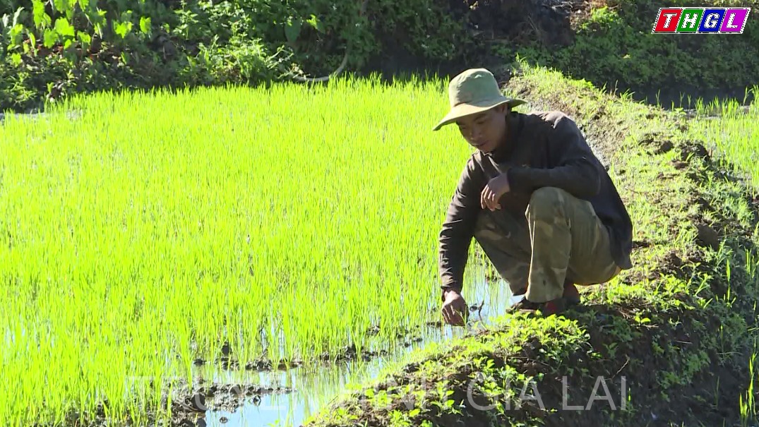 Mang Yang: Hỗ trợ giống lúa vụ Đông Xuân cho trên 3 nghìn hộ dân