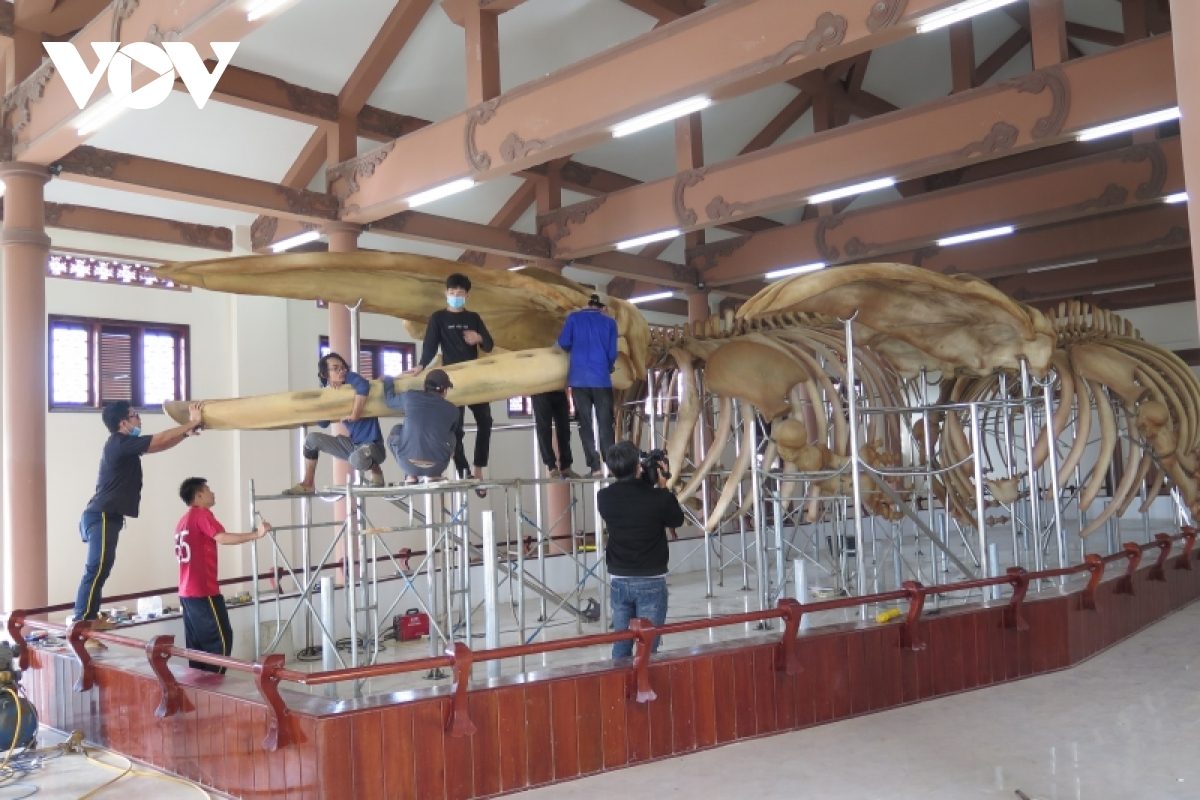 Lý Sơn phục dựng thành công hai bộ xương cá Ông khổng lồ