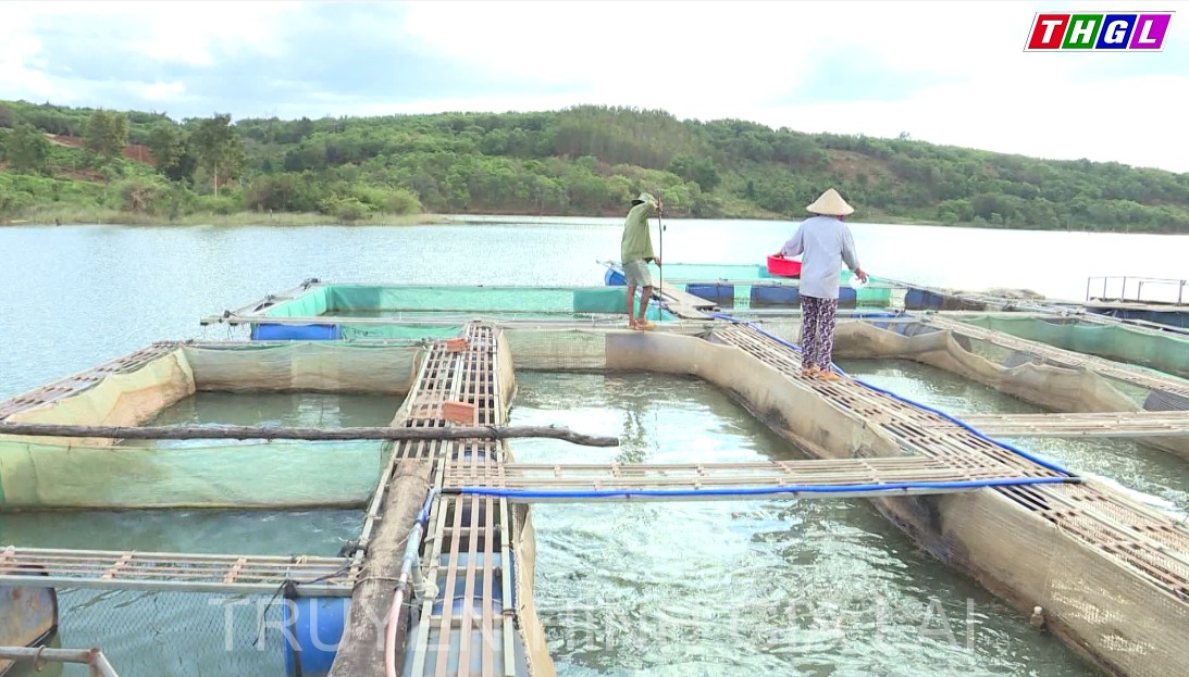 Hợp tác xã Nông nghiệp và Nuôi trồng thủy sản Ia Grăng hướng đến phát triển ổn định nghề nuôi cá lồng