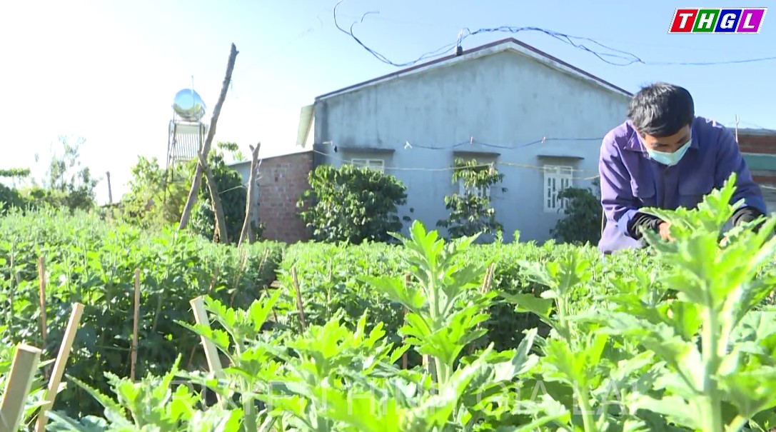 Nông dân xã Ia Bă, huyện Ia Grai với việc chuyển đổi cơ cấu cây trồng