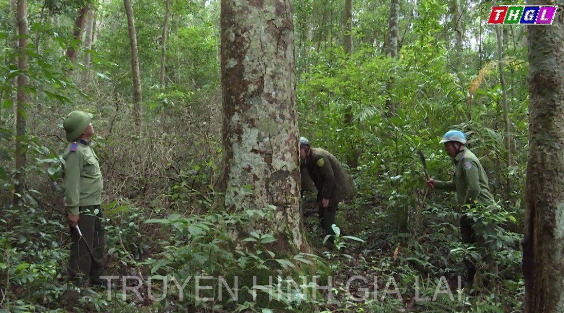 Huyện Kbang tăng cường công tác quản lý, bảo vệ rừng dịp trước, trong và sau Tết Nguyên đán Nhâm Dần 2022