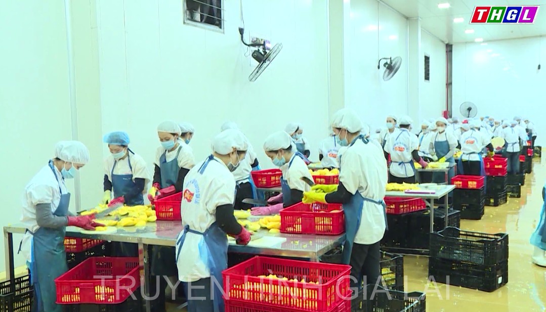 Nâng tầm thương hiệu nông sản Gia Lai-Tận dụng cơ hội từ EVFTA