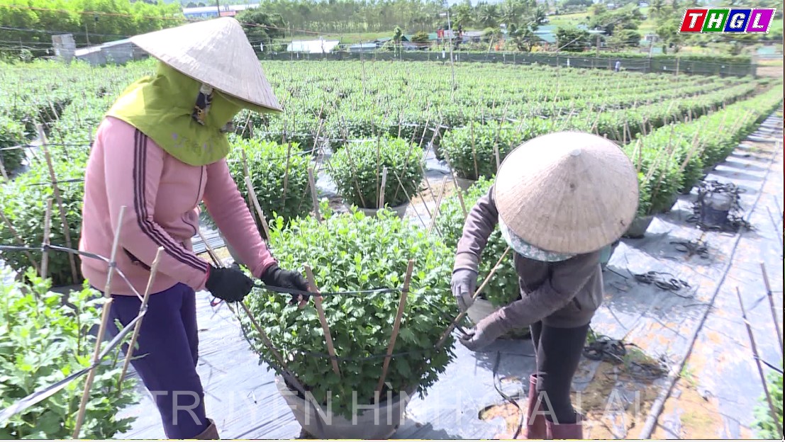 Nâng cao thu nhập từ chuyển đổi cây trồng