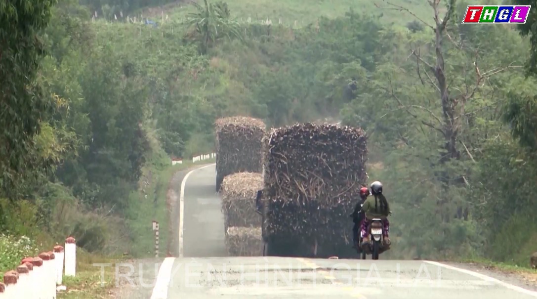 Gia Lai xử lý nghiêm xe chở mía quá khổ, quá tải