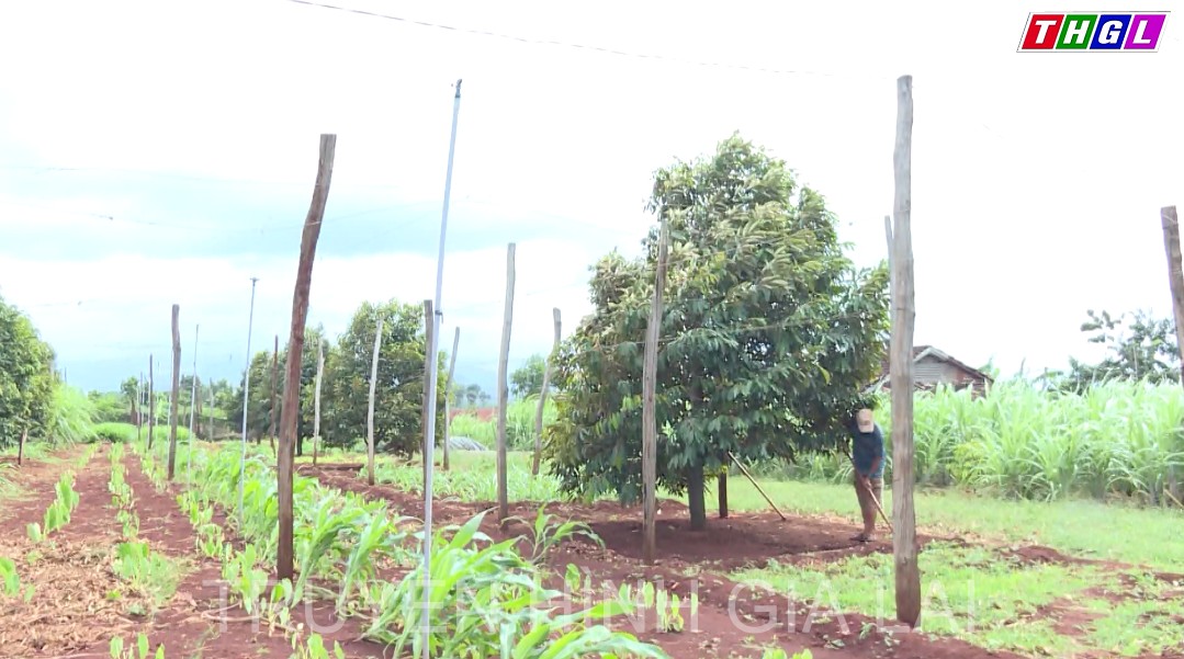 Nhịp sống mới nơi những thôn làng sau những lao đao của cây hồ tiêu