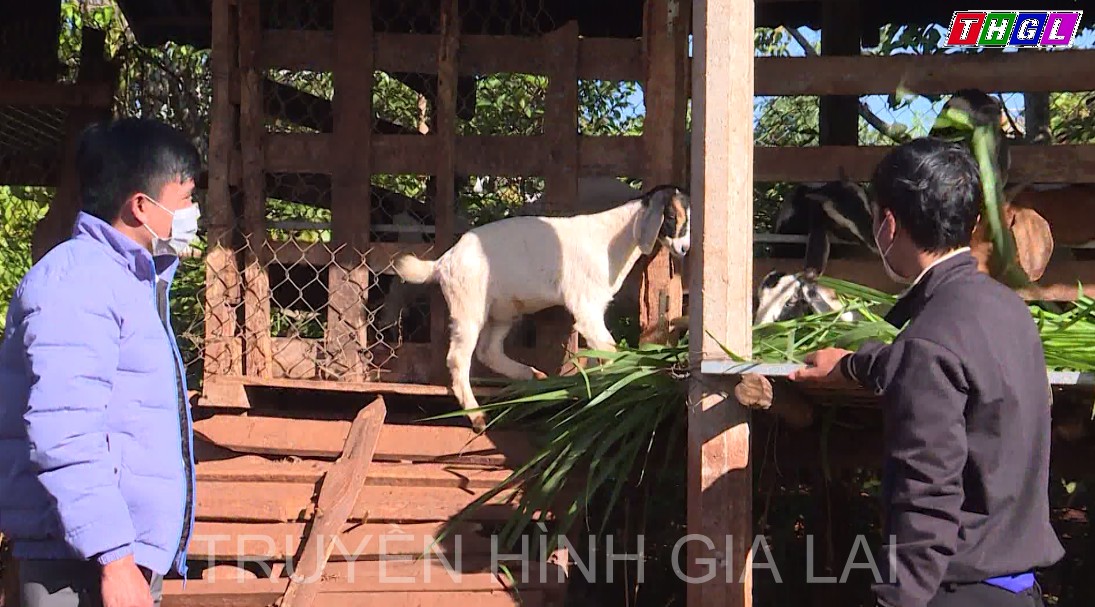 Hiệu quả từ mô hình nông hội nuôi dê tại xã Glar