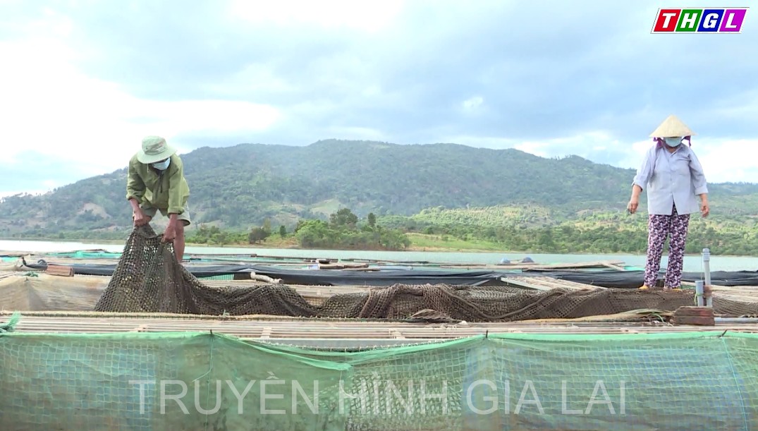 Huyện Ia Grai khai thác hiệu quả diện tích mặt nước để nuôi trồng thủy sản