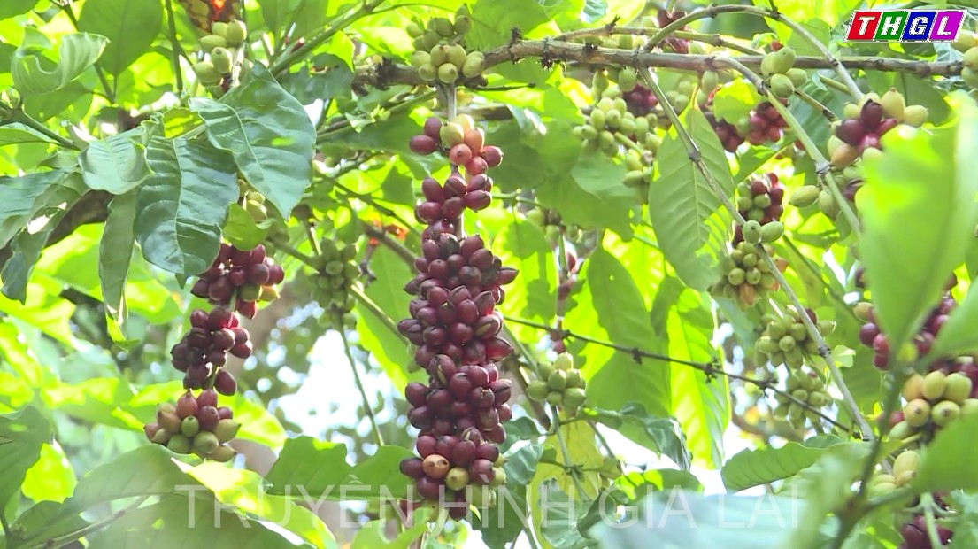 Chuyển đổi cây trồng, vật nuôi – Khi bà con thay đổi, thích ứng