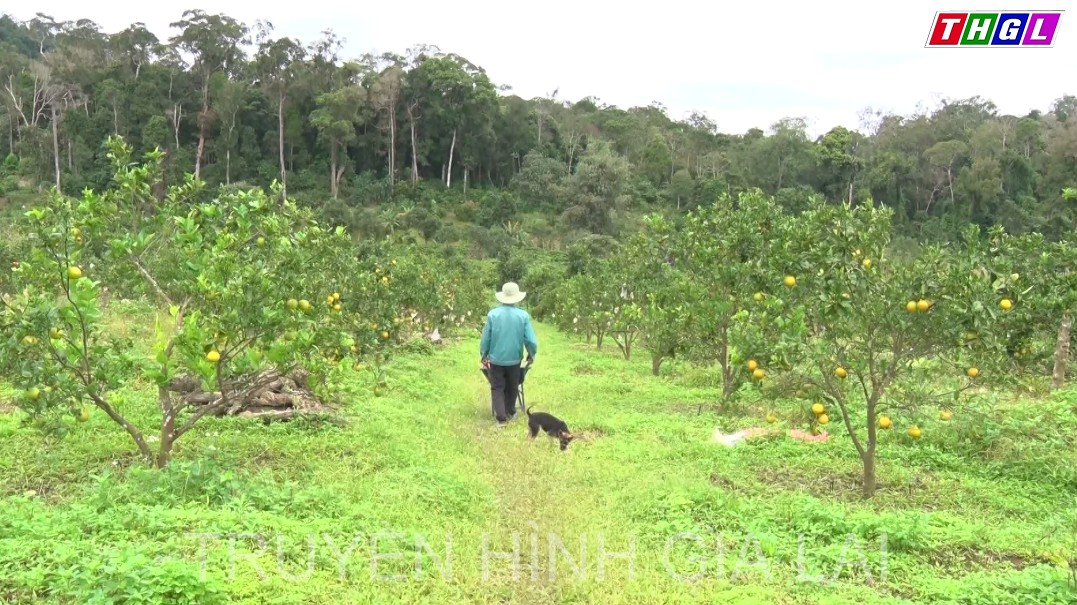 Sản xuất trái cây sạch – Hướng đi mới của xã Sơn Lang