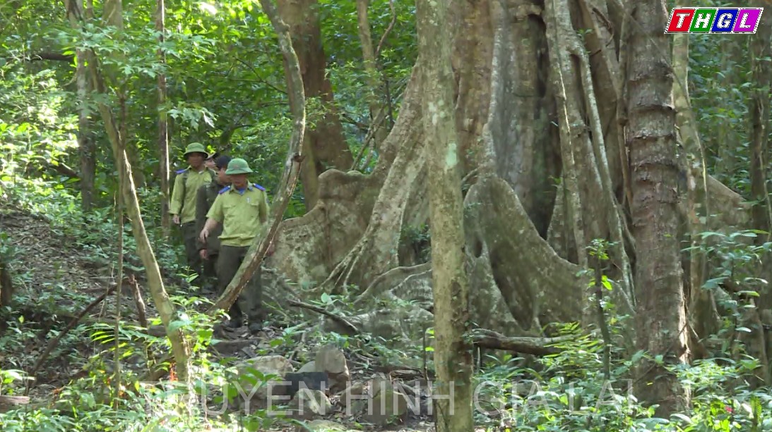 Vườn Quốc gia Kon Ka Kinh tăng cường công tác quản lý bảo vệ rừng dịp Tết Nguyên đán Nhâm Dần 2022