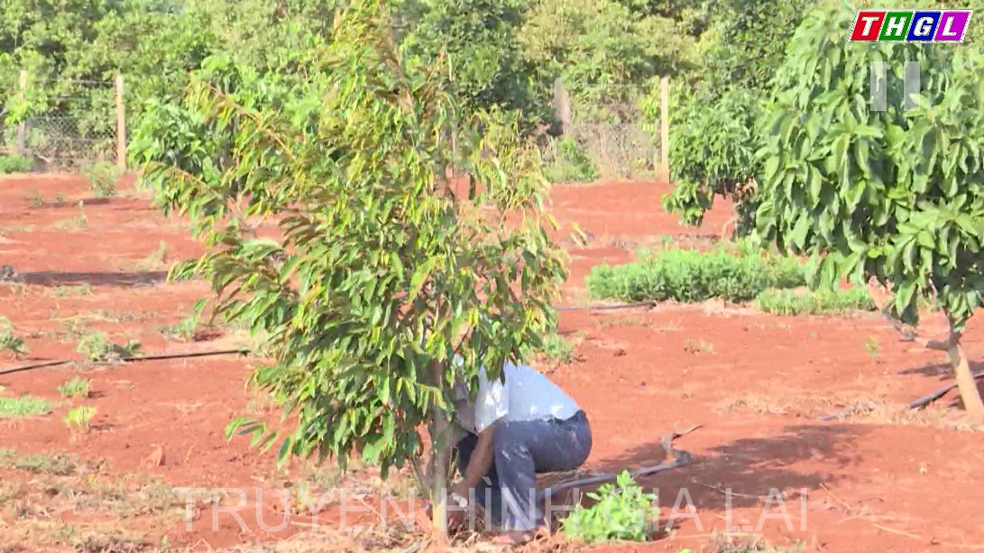 Đức Cơ chuyển đổi cây trồng để nâng cao hiệu quả kinh tế