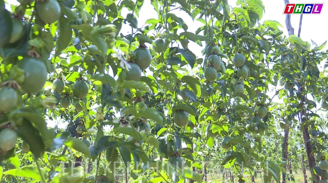 Gia Lai chú trọng việc xây dựng chỉ dẫn địa lý và nhãn hiệu cho các sản phẩm