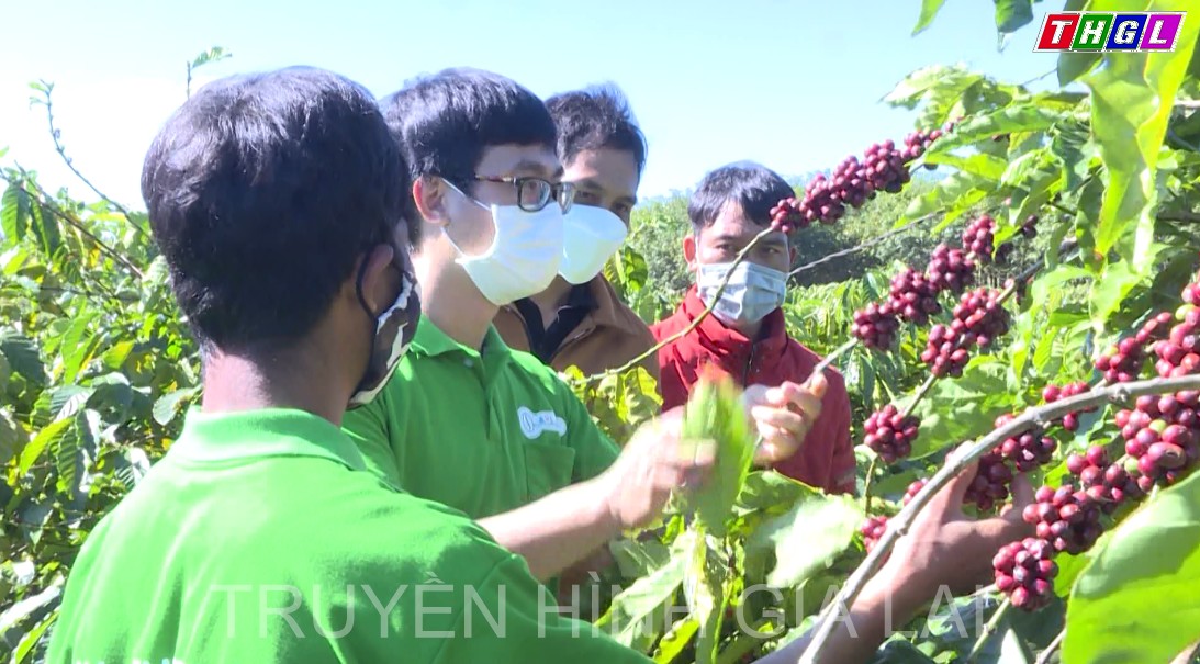 Đồng bào Bahnar ở Đak Đoa liên kết làm cà phê sạch